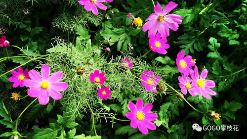 萬萬沒想到攀枝花公園里的花,在鏡頭里會這么漂亮