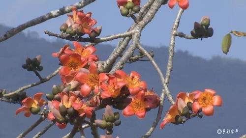 金平縣 攀枝花開紅艷艷