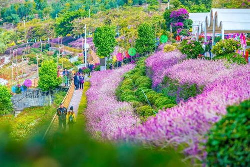 攀枝花迎來了四川的早春,成都人趕快約起來