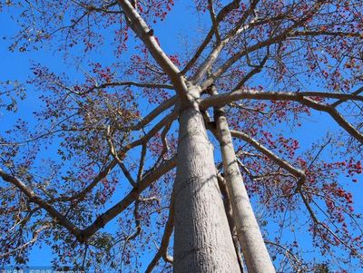 攀枝花是什么?有三個答案,一般人不知道!