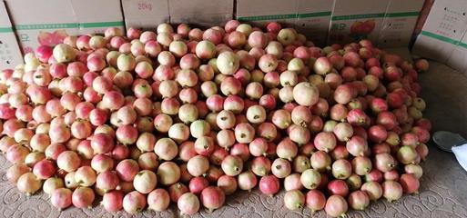 攀枝花突尼斯軟籽石榴第一