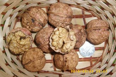 【嫁接李子樹苗】價格、產品供應,嫁接李子樹苗廠家批發-1024商務網