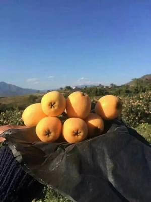 攀枝花新增一個國家地理標(biāo)志保護(hù)產(chǎn)品，你絕對吃過！