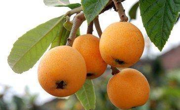 攀枝花十大著名特產(chǎn)，本地人都不一定全知道