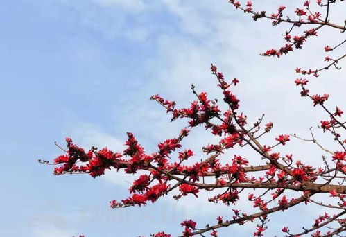 烈烈如焰 灼灼似火——文山城春色中的攀枝花